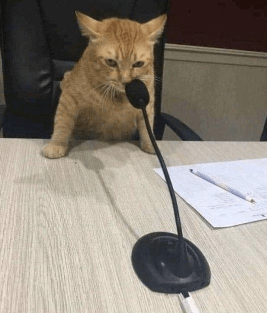 Would cat microphone Memes Imgflip