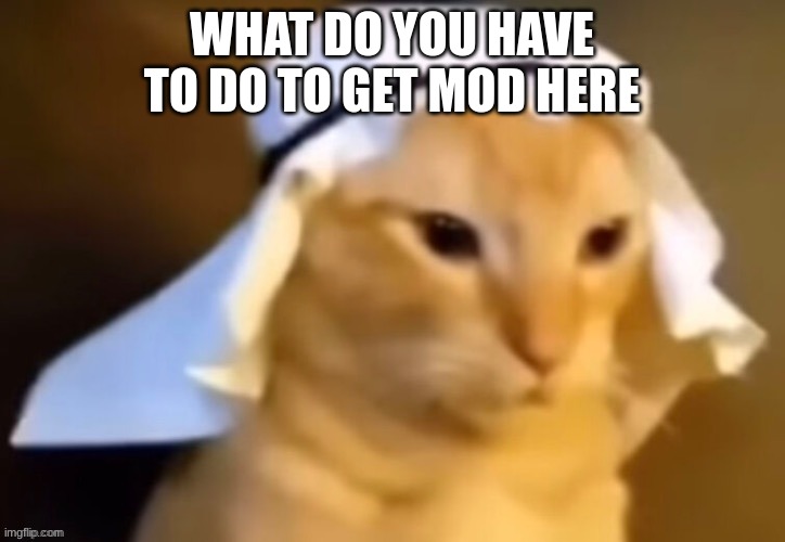 haram cat Imgflip
