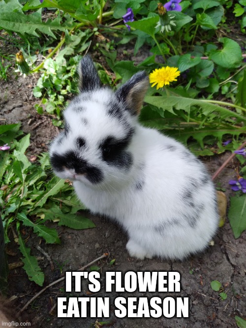 BUNNY'S HAVE EATEN MY FLOWERS Imgflip