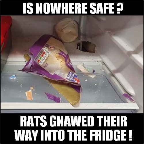 Resourceful Rodents ! Imgflip