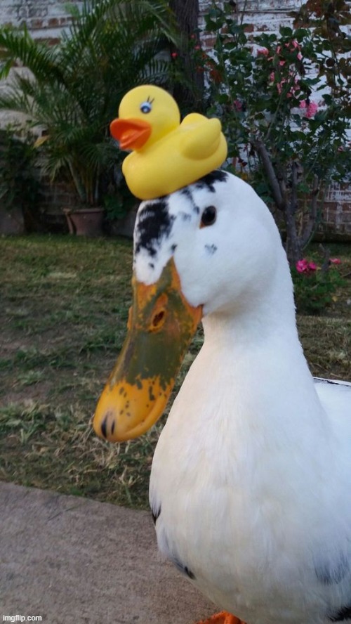 Image tagged in ducks,memes,funny Imgflip