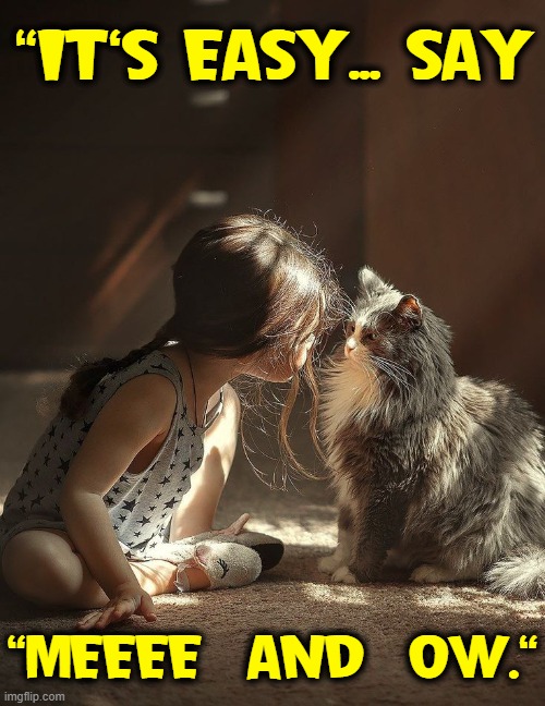 The only one who learns when you teach a cat is you. Imgflip