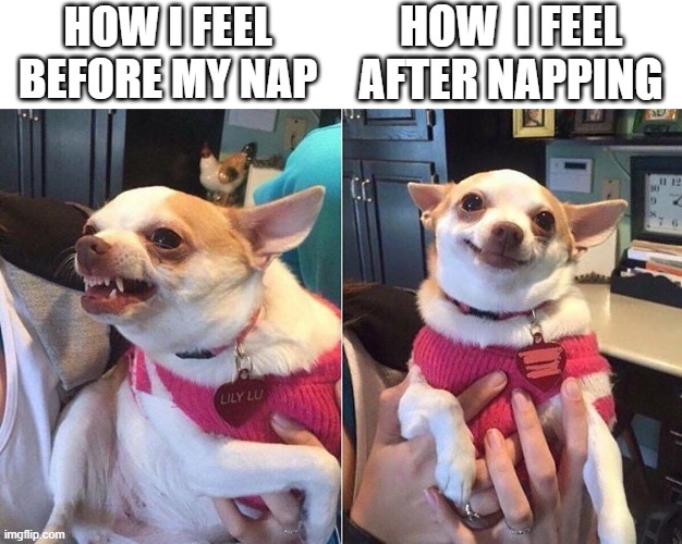 doggo nap Imgflip