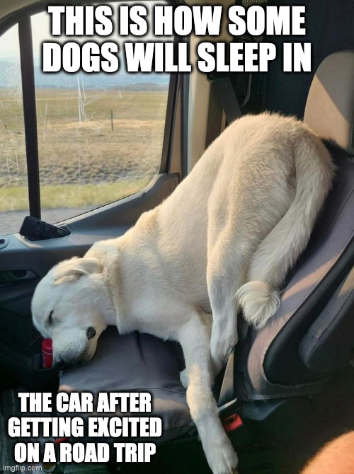 Dog Sleeping in Car Imgflip