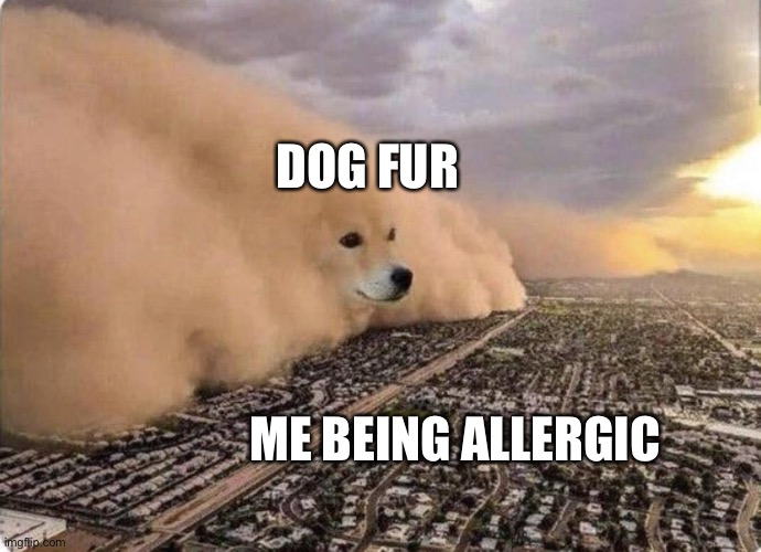 If only I had no allergies Imgflip