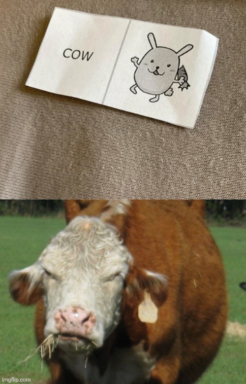 Cow Imgflip