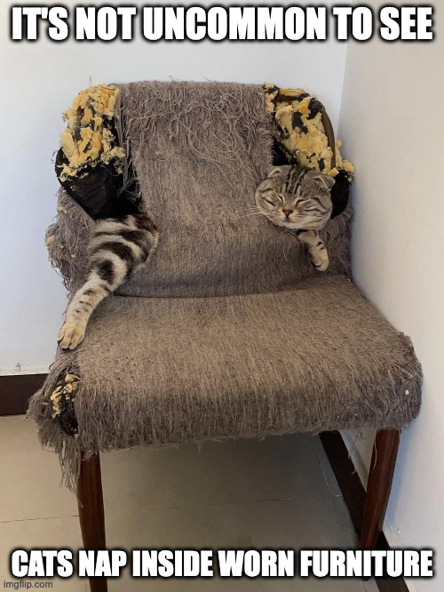 Cat on Worn Chair Imgflip