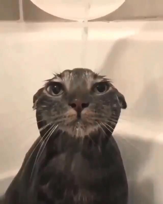 Wet cat Blank Template Imgflip