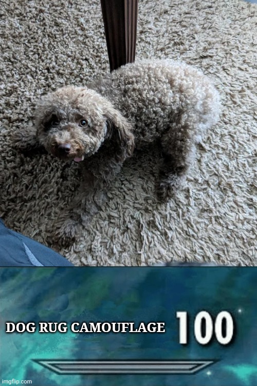 Dog rug camouflage Imgflip