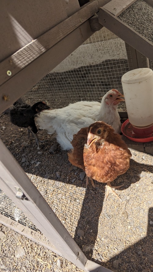 My chickens Imgflip