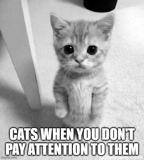 Cute Cat Meme Imgflip