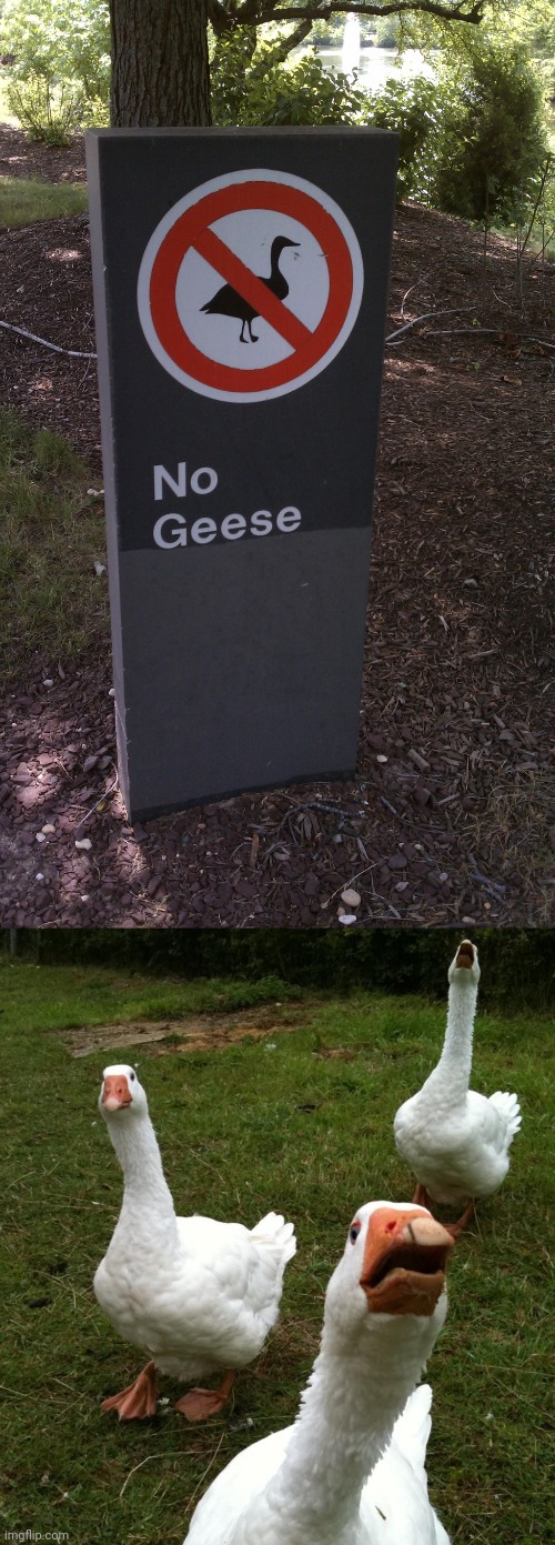 *brings the geese* Imgflip