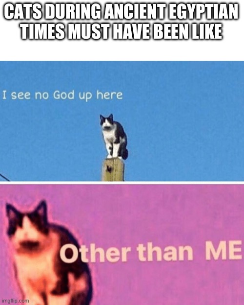 Hail pole cat Memes Imgflip