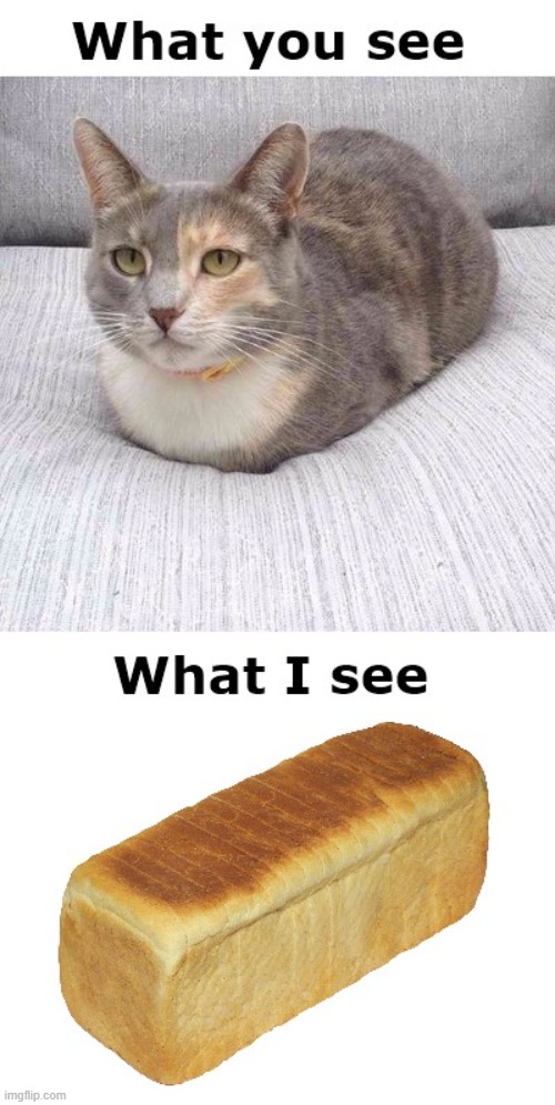 that's a huge loaf Imgflip