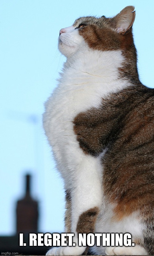 cats Memes & GIFs Imgflip