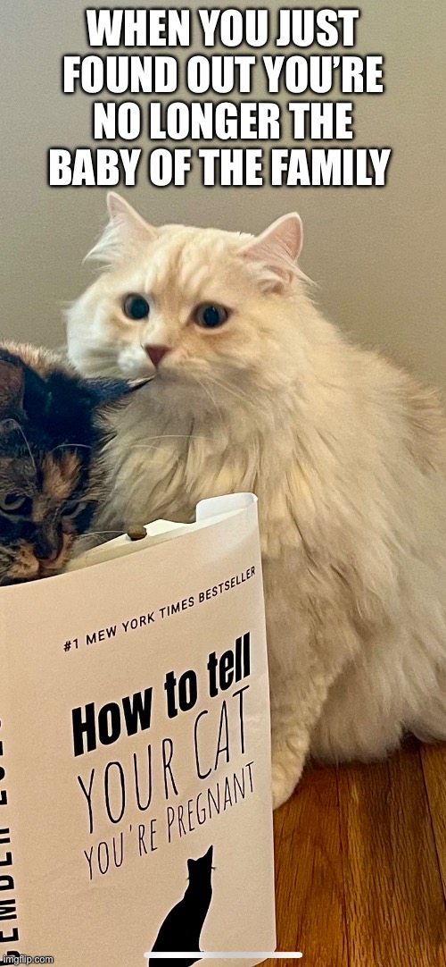 Pregnancy announcement cat Imgflip