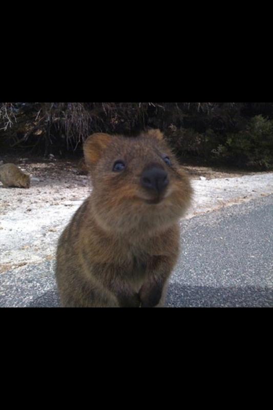 Animal Blank Template Imgflip