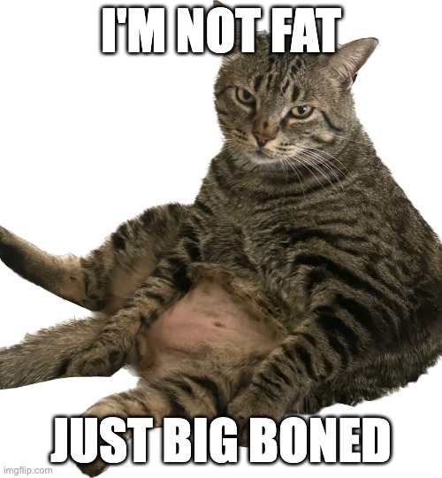 Fat Cat Memes