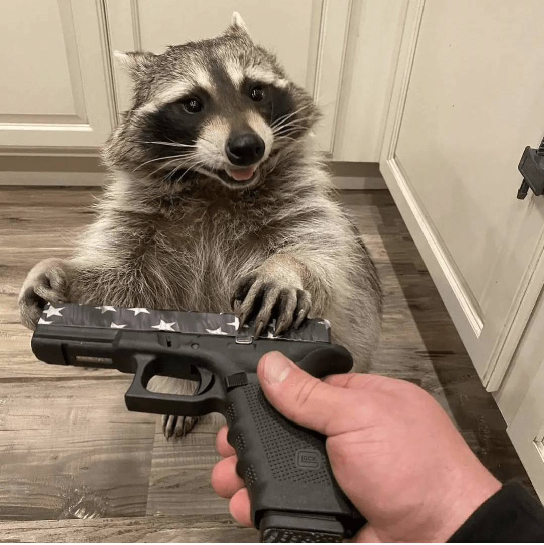 Racoon pistol Blank Template Imgflip