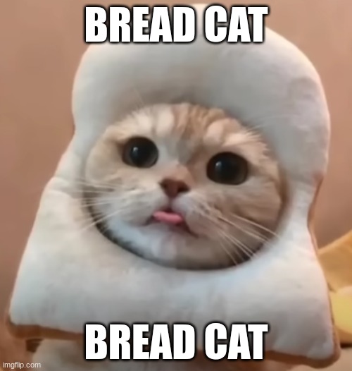 Bread cat Imgflip