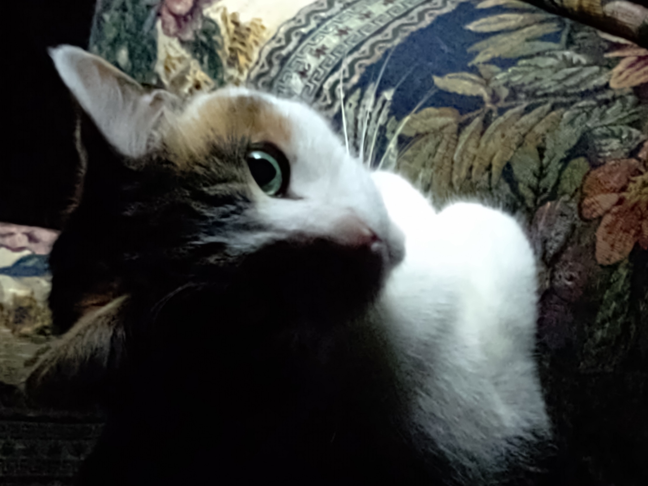 Evil calico cat Blank Template Imgflip