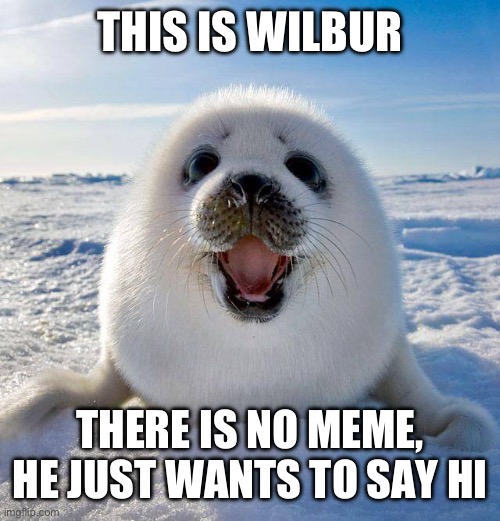 Image tagged in cute seal,funny,memes,animals,hello,seals Imgflip