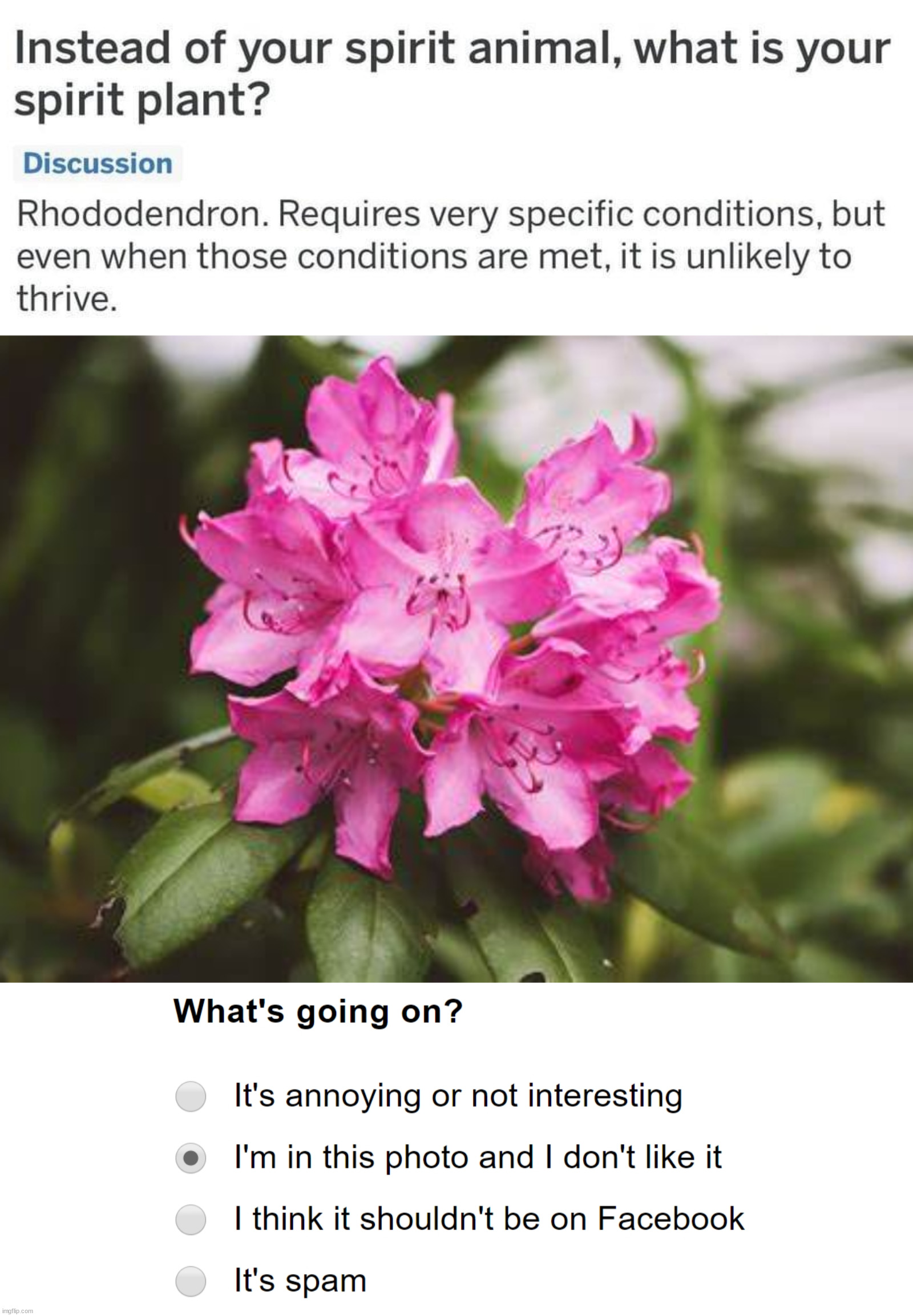 My spirit plant Imgflip