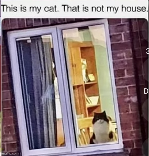 stupid cats Imgflip