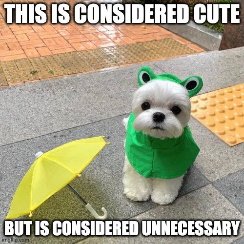 Dog With FrogThemed Raincoat Imgflip
