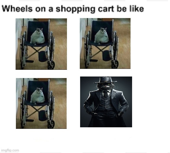 These shopping cart wheels be like Wheelchair cat Imgflip