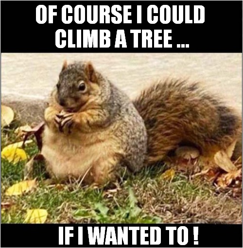 A Fat Squirrel ! Imgflip