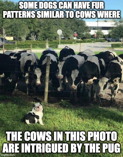 Dog With Cow Patterns Imgflip