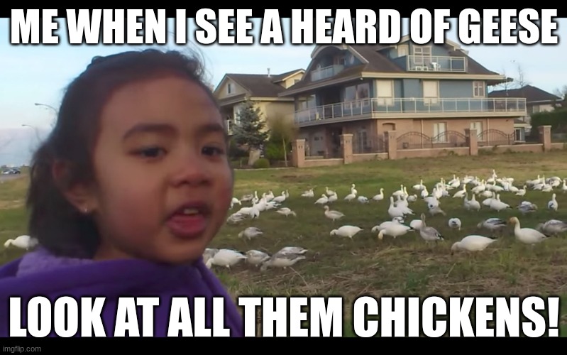 LOOK AT ALL THEM CHICKENS Imgflip