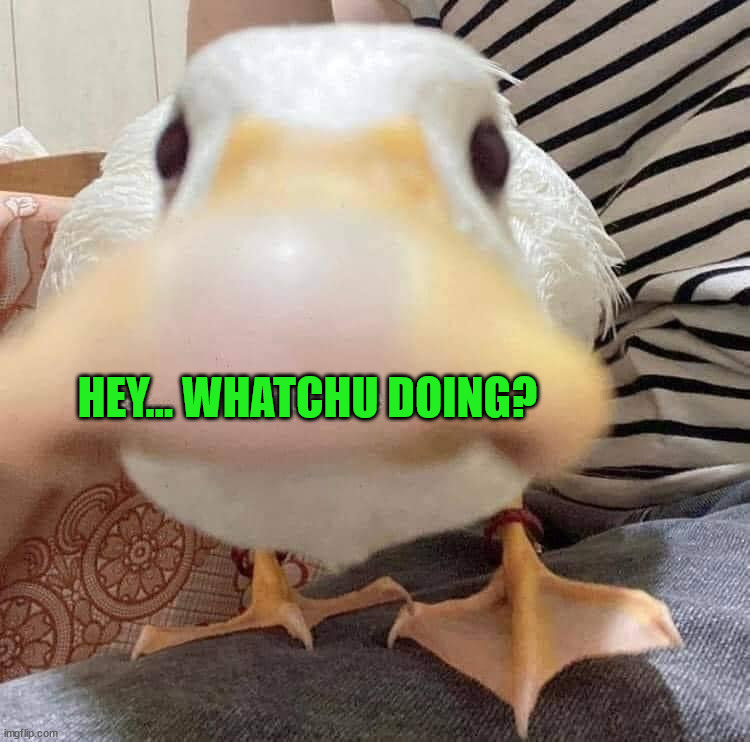 Image tagged in ducks Imgflip