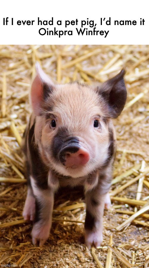 maybe someday Imgflip