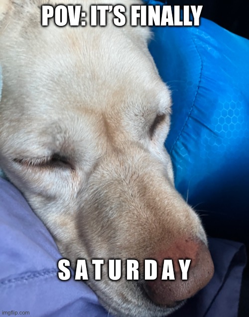 Image tagged in sleep,dogs,saturday Imgflip