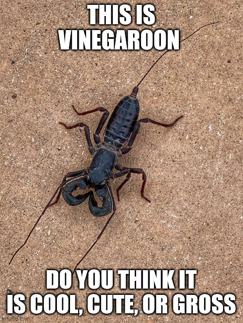 Vinegaroon poll Imgflip