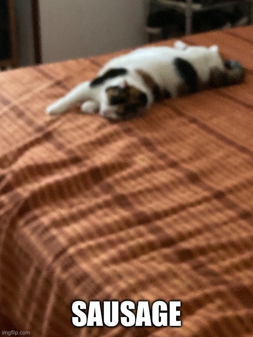 Sausage cat Imgflip