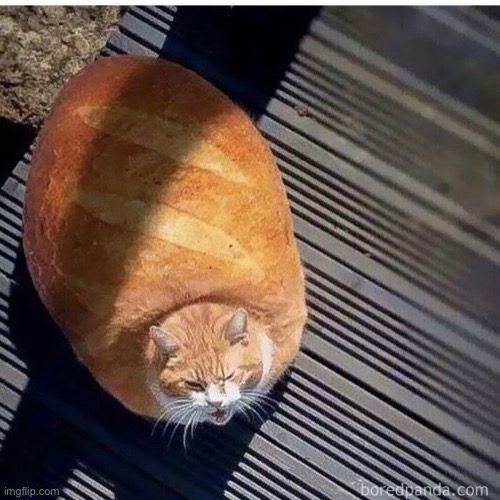 Loaf Imgflip