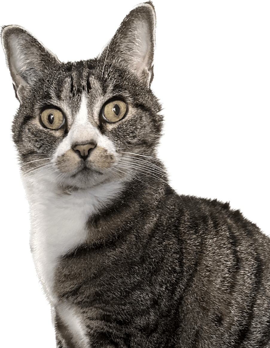 Wall eyed cat Blank Template Imgflip