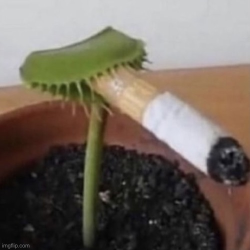 Plant smoking a cigarette Imgflip
