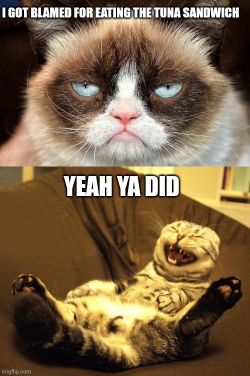 Image tagged in memes,grumpy cat not amused,laughing cat Imgflip