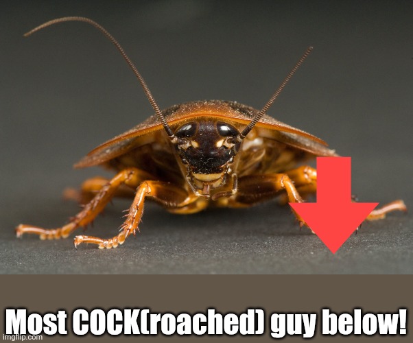 Cockroach Imgflip