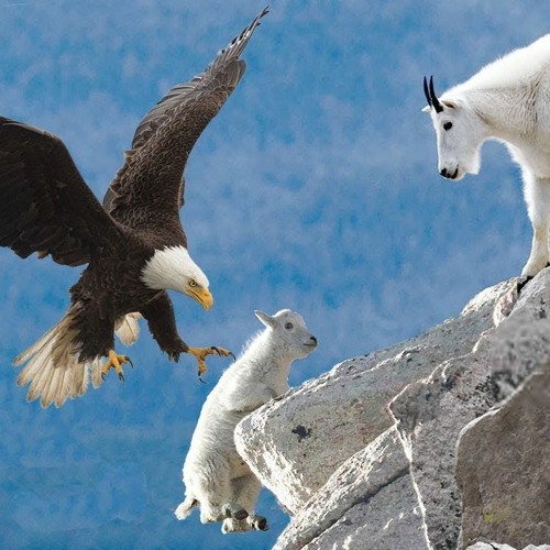 eagle vs mountain goat Blank Template Imgflip