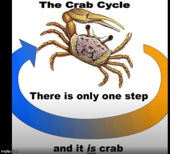 crab cycle Imgflip