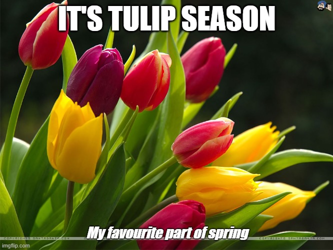 Tulips Imgflip