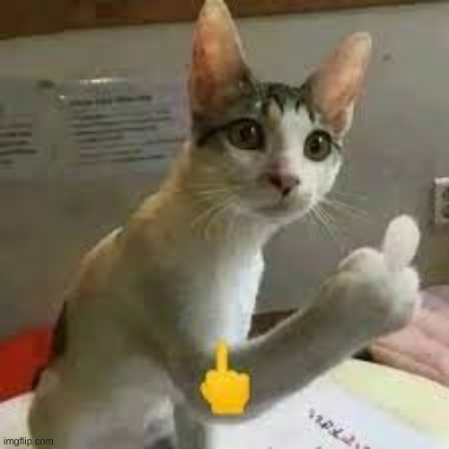 cat middle finger Imgflip