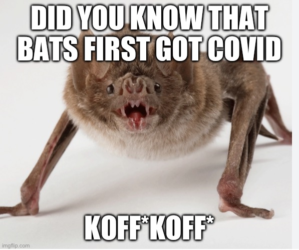Bat meme Imgflip