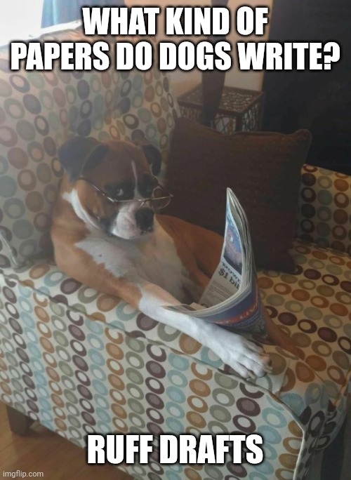 Dog interrupted from reading paper Imgflip