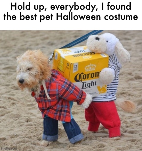 Funny Pictures Of Dogs In Costumes